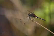 Vážka jasnoskvrnná (Leucorrhinia pectoralis)